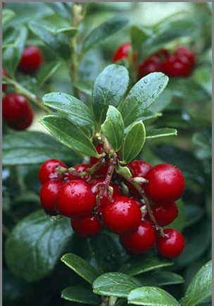 LINGONBERRY, COWBERRY (Vaccinium vitis idaea L.)
