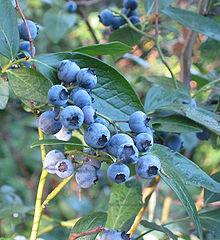HIGH-BUSH BLUEBERRY JUICE (V. corymbosum L.)