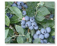 RABBITEYE BLUEBERRY (Vaccinium ashei Raede)