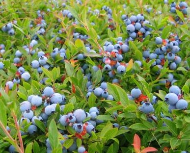 WILD BLUEBERRY (Vaccinium angustifolium)