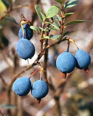 BOG BLUEBERRY JUICE (Vaccinium uliginosum L.)