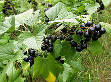 BLACK CURRANTS (Ribes nigrum L.)