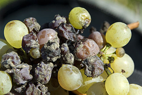 BOTRYTISED WINE