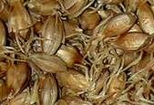 MALTED BARLEY (roasted)
