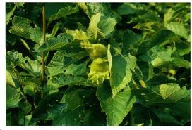 FILBERT, HAZELNUT (Corylus avellano)