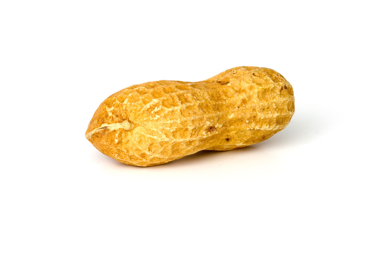 PEANUT (Arachis hypogaea L.)