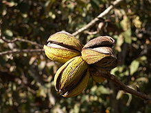 PECAN (Carya illinoensis Koch)