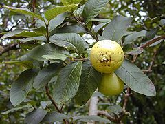 GUAVA and FEYOA