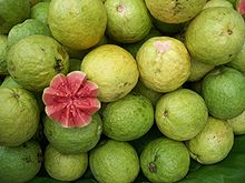 GUAVA FRUIT (Psidium guajava L.)