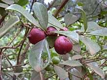 STRAWBERRY GUAVA (Psidium cattleianum Sabine)