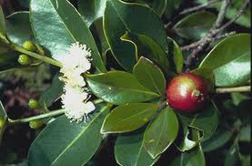 STRAWBERRY GUAVA LEAF OIL (Psidium cattleianum S.)
