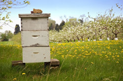MULTIFLORAL HONEY or UNDEFINED HONEY