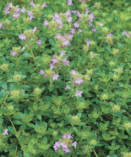 THYME HONEY (Thymus vulgaris)