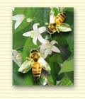 ORANGE BLOSSOM HONEY (Citrus sinensis L.)