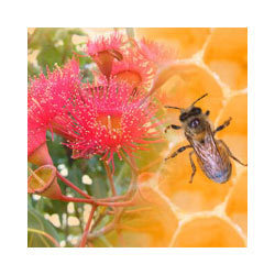 EUCALYPTUS HONEY (several species)