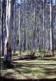 BLUE GUM HONEY (Eucalyptus leucoxylon)