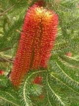 BANKSIA HONEY (several species)