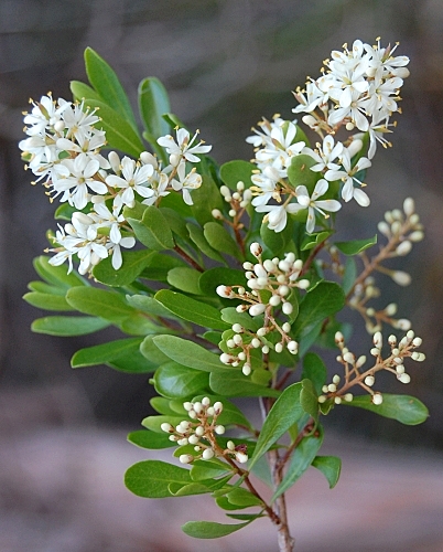 BURSARIA HONEY (Bursaria spinosa)