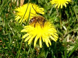 DANDELION HONEY (Taraxacum officinale Web.)