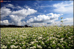 BUCKWHEAT HONEY (Fagopyrum esculentum)