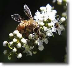 HONEY OF LEPTOSPERMUM SPECIES (Manuka and Kanuka)