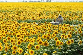 SUNFLOWER HONEY (Helianthus annuus L.)