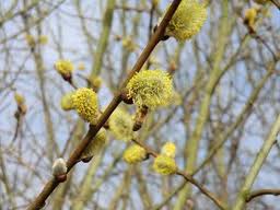 WILLOW HONEY (Salix species)