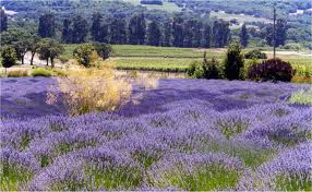 FINE LAVENDER HONEY (Lavendula angustifolia)