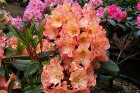 RHODODENDRON HONEY