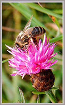 THISTLE HONEY (Carduus nutans)