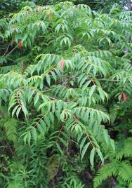 HAZE HONEY (Rhus succedanea)