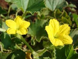 HONEYDEW HONEY (Cucumis melo L.)