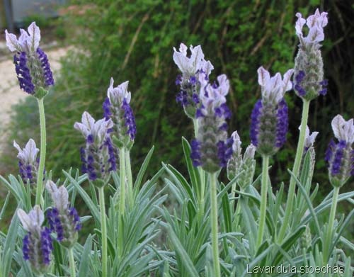 STECHAS LAVENDER HONEY (Lavandula stoechas)