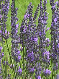 LAVANDIN HONEY (Lavender angustifolia x latifolia)
