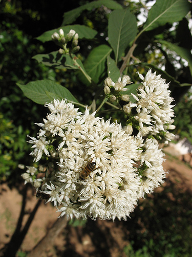ASSA-PEIXE HONEY (Vernonia ferruginea Less.)
