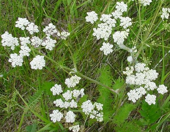 CARAWAY HONEY