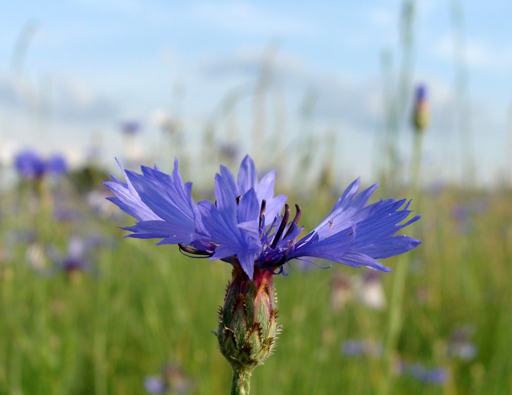CORNFLOWER HONEY (Centaurea cyanus L.)