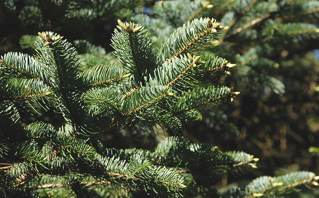 FIR HONEYDEW HONEY (Abies alba Mill.)