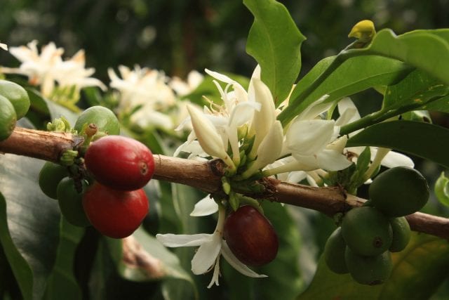 COFFEE HONEY (Coffea species)