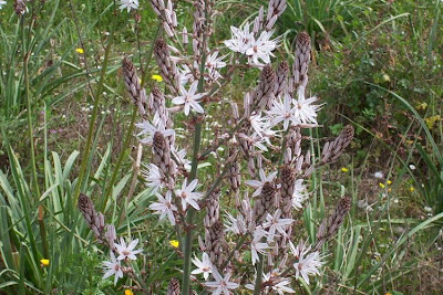 ASPHODEL HONEY (Asphodelus microcarpus species)
