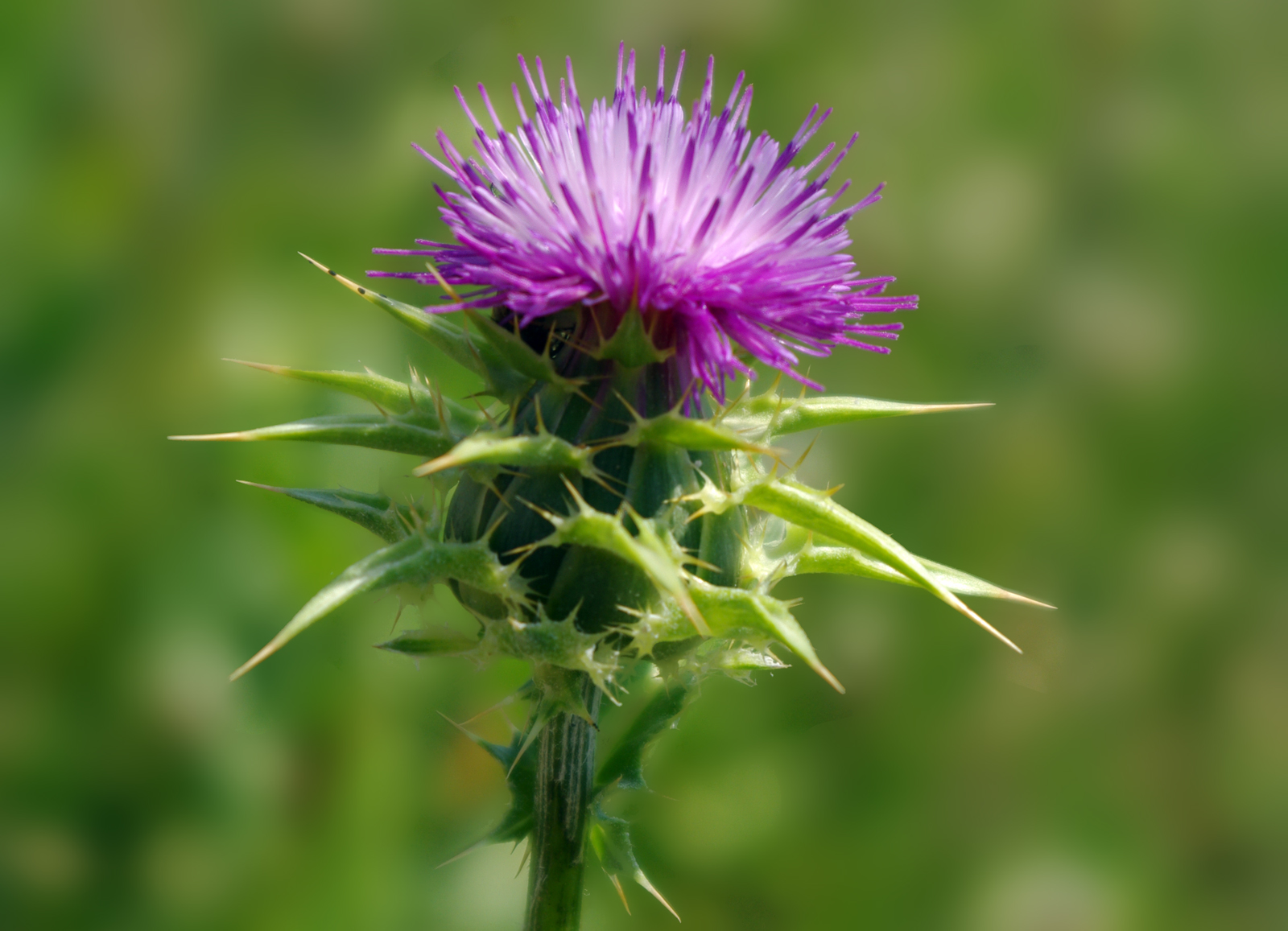 PURPLE MILK THISTLE HONEY (Silybum marianum)