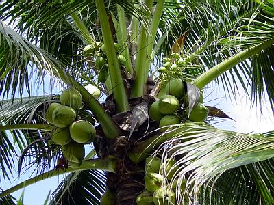COCONUT (Cocos nucifera L.)