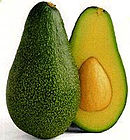 AVOCADO (Persea americana Mill.)
