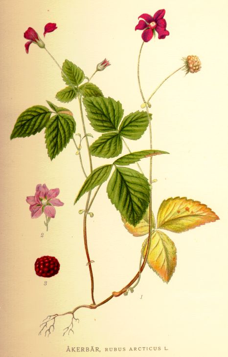 ARCTIC BRAMBLE (Rubus arcticus L.)