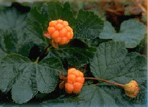 CLOUDBERRY (Rubus chamaemorus L.)