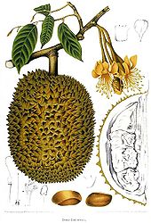 DURIAN (Durio zibethinus)