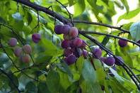 PLUM (Prunus species)