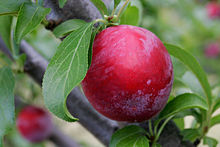 PLUM (fresh) (Prunus domestica cultivars)