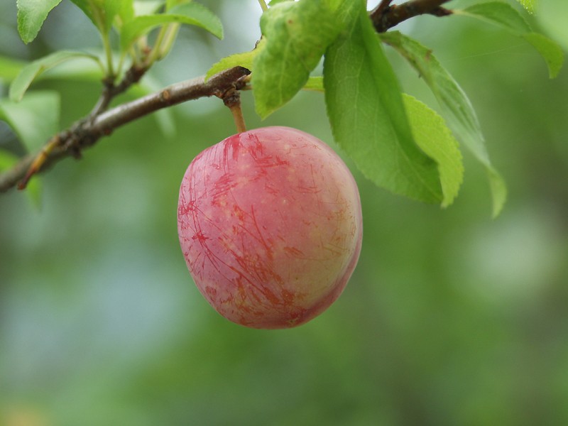 JAPANESE PLUM (Prunus salicina Lindl cultivars)