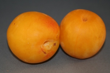 PLUMCOT (Prunus armenica x Prunus salicina)